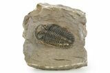 Detailed Hollardops Trilobite - Foum Zguid, Morocco #363167-1